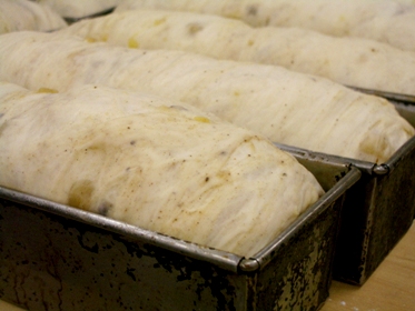 バニラプードル使用写真4